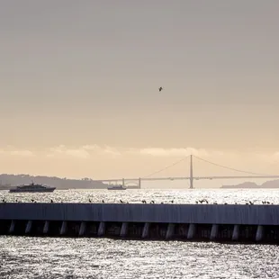 the golden gate bridge in the distance