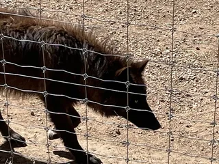 Colorado Wolf and Wildlife Center