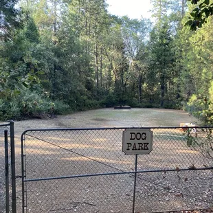 Overgrown blackberry bush Dog park
