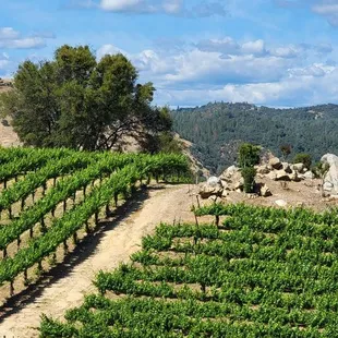 Beautiful view of the rolling viineyards