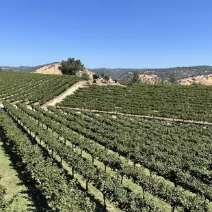 Winery