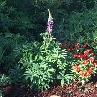 First year for Lupine