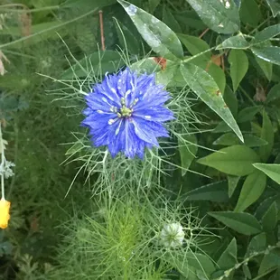 Love in a Mist flower