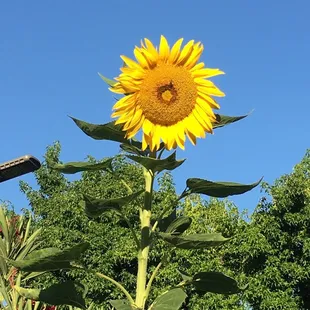 10' beauty Mammoth Sunflower