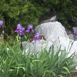 Iris patch in space 47