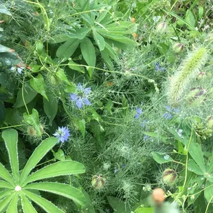 Love in a Mist (flower name)