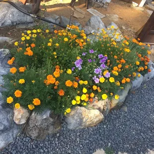 Another Residents showy display