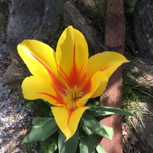 Another beauty in a Residents yard