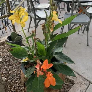 Landscaping Dec 2023