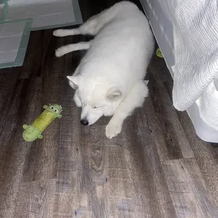 Koda my Samoyed fast asleep after enjoying his first day after trying to greet all guest lol!