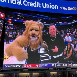 This lion looks hella mange and tired lmao