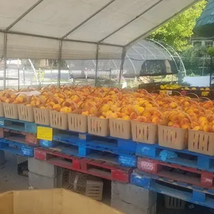 Golden Apples and Golden softball size Peaches!! Relocated to the corner of Ashland Ave and East Main Street, LEXINGTON KY.