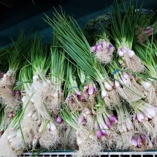 bunches of onions on a shelf