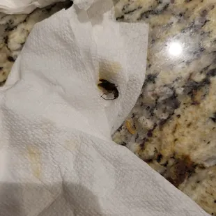a close up of a paper towel with a bug on it