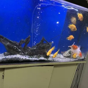 Fish tank decor