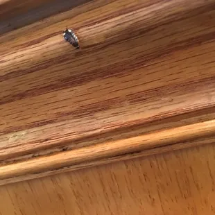 a tiny bug on a wooden table