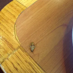 a tiny insect on a wooden table