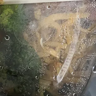 Fingernail that I pulled out of my mouth after taking a bite