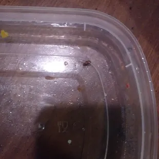 Half of a cockroach was in our food last night! Still alive and moving!!!!