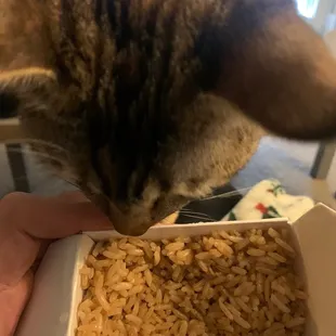 Steamed Rice... Cat no included
