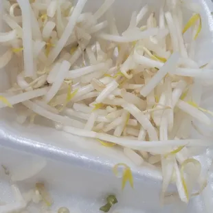 Bean sprouts growing roots some were green