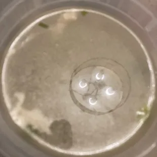 Top view of Shredded Pork &amp; Spicy Cabbage Soup