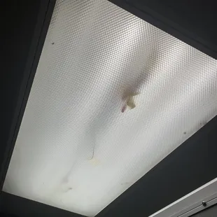 This was in the light in the womens bathroom..