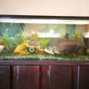 The huge fish that is longer than the width of the tanks makes me too sad to eat there any more.