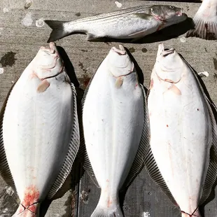 Limit halibut&apos;s