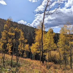 Raccoon Trail | Instagram: @telephonesmoothie