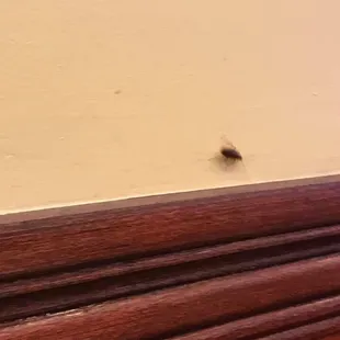 Roach on the wall in dining area next to table.