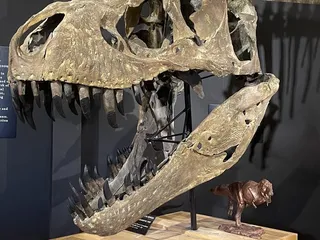 Morrison Natural History Museum