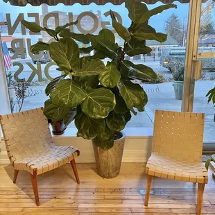 Fiddle leaf in all its glory