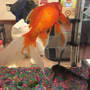 Biggest goldfish you&apos;ll ever see!!!