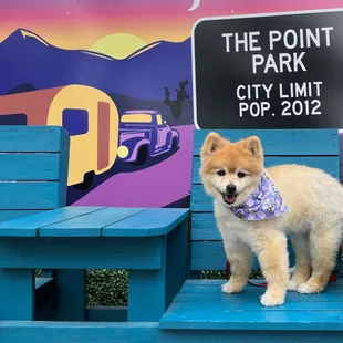 The space is dog friendly!