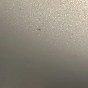 Food on ceiling - really ?