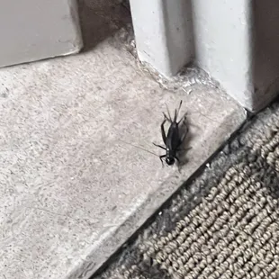 Crickets and cockroaches spread the same diseases.  The only difference is that crickets won't let you sleep.