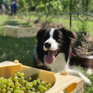 a border collie with grapes