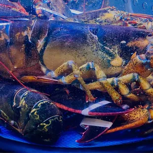 30 pound lobster?? HNYE :)...