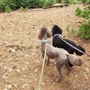Dogs enjoying nature