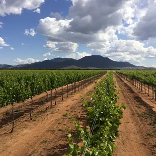rows of grape plants in a vineyard