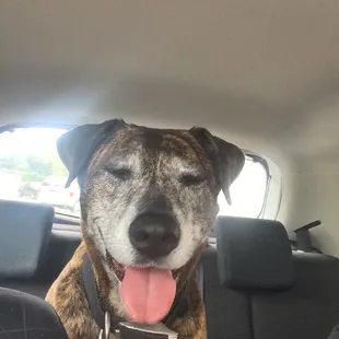Dog waiting for chicken