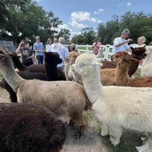 Where you feed the alpacas.