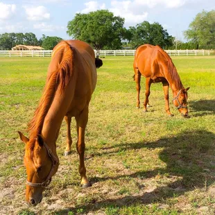 two horses across from the alpacas