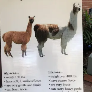 Diff between Alpaca and Llama