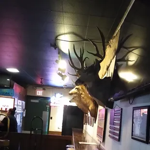 Hunting country. Four bucks.