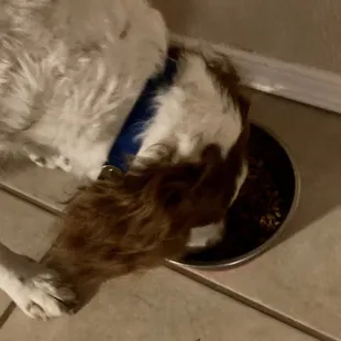 a dog eating out of a bowl