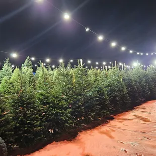Fresh cut Christmas Trees
