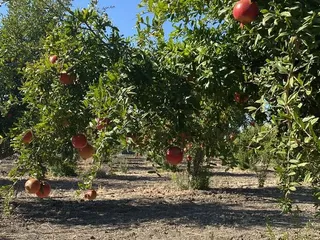 Arya Farm Produce