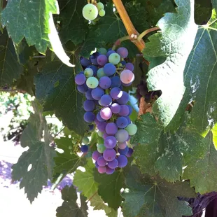 Wine Tours are one of our specialties.